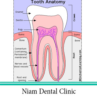 آناتومی یک دندان سالم