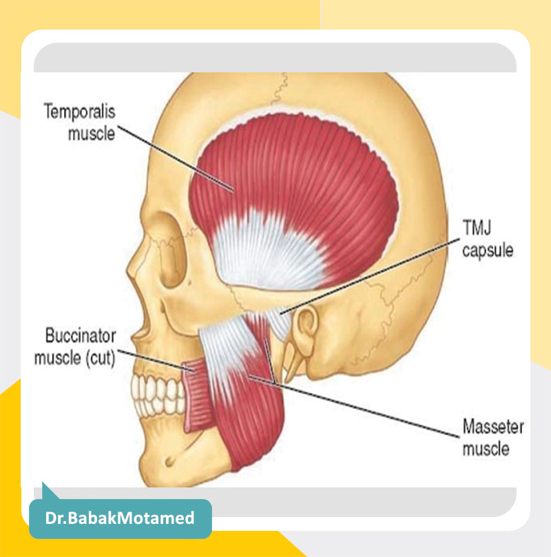 عضلات جونده فک صورت